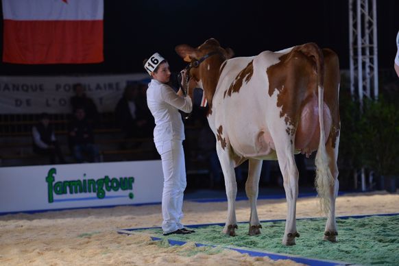 FHM Helise, au Gaec Meignan (Mayenne), Grande championne Red-holstein