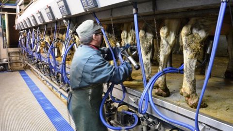 32 % des vaches laitières seront élevées dans des élevages de plus de 100 vaches 32 % des vaches laitières seront élevées dans des élevages de plus de 100 vaches
