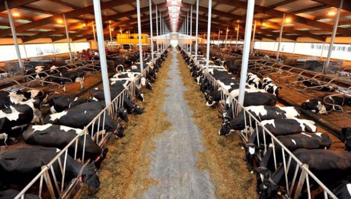 ferme de 1000 vaches et plus