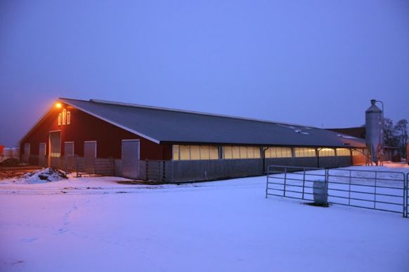 élevage laitier en Suède