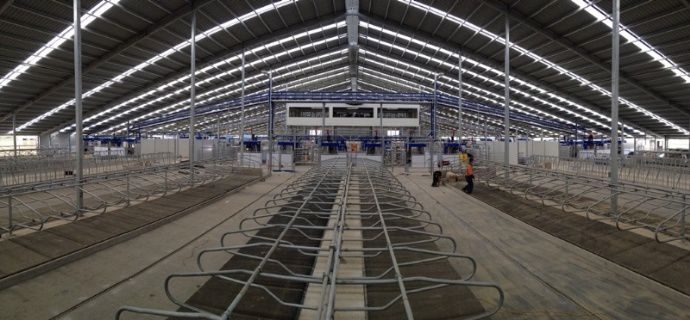 ferme de 1.500 vaches en Nouvelle-Zélande
