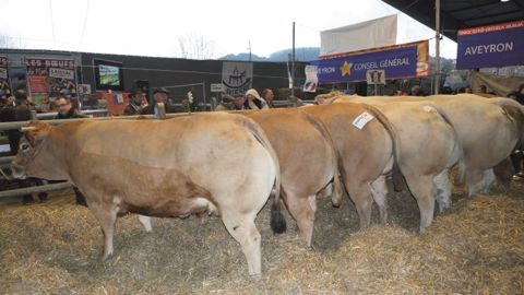 A Laissac - Le concours « les Bœufs de Noël » A Laissac - Le concours « les Bœufs de Noël »