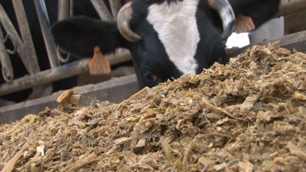 Les maïs RH, de 7 à 12 % de matière grasse, sources d’énergie de la ration