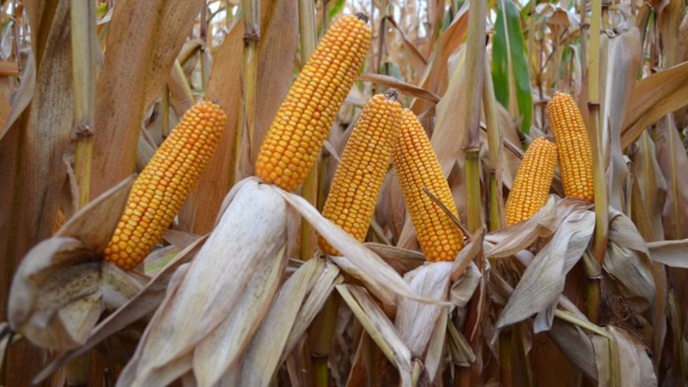 Objectif performance en grain comme en fourrage