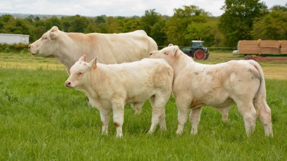 Quasi-stabilité de la production de viande bovine finie en 2020