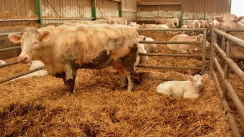 C. Danchin : « Déclarons les anomalies pour identifier les taureaux porteurs »
