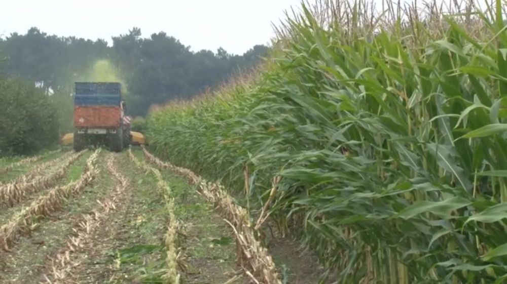 Laurent Gougeon : « Choisir une variété de maïs adaptée à son type de ration »