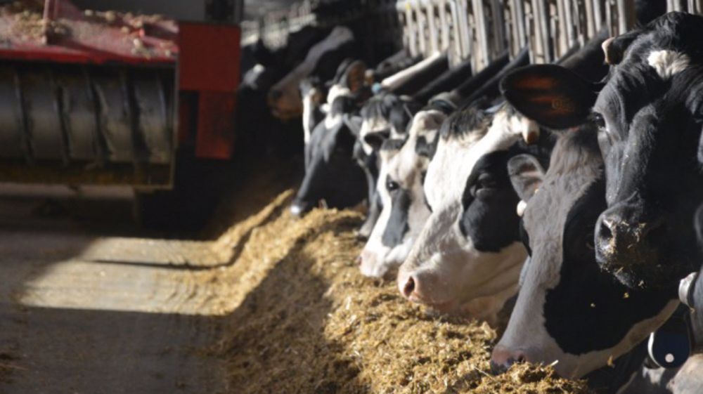 Trois stratégies alimentaires pour s’adapter aux marchés