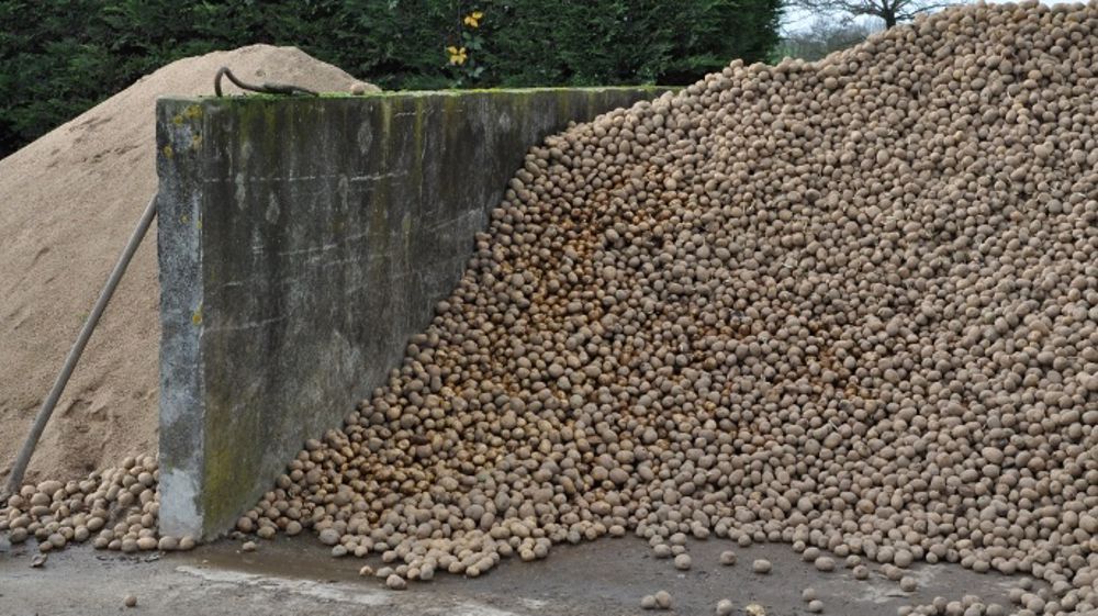 Les pommes de terre, une source d’énergie à des prix attractifs