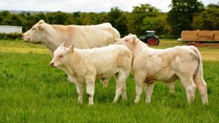 La hausse de 4 % de la production sera portée par les vaches de réforme La hausse de 4 % de la production sera portée par les vaches de réforme