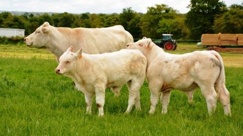 La hausse de 4 % de la production sera portée par les vaches de réforme La hausse de 4 % de la production sera portée par les vaches de réforme
