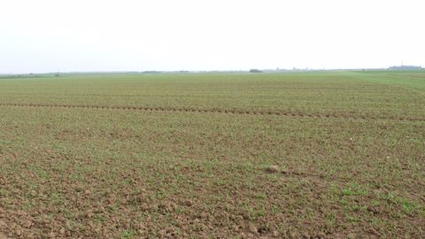 La localisation de l’engrais au semis d'orge de printemps
