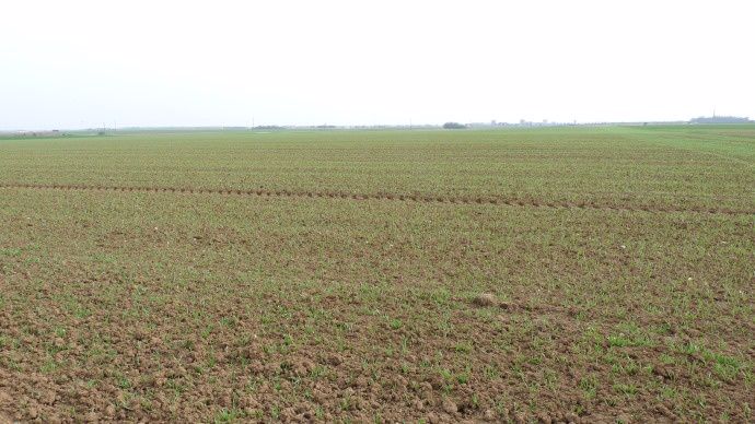 La localisation de l’engrais au semis d'orge de printemps : une alternative intéressante en année sèche