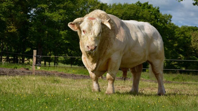 Taureau Charolais