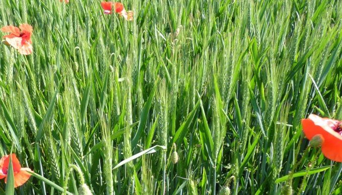 La production biologique reste à la traine en termes de surfaces par rapport à l'Allemagne