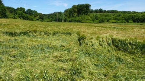 Verse physiologique : comment estimer le risque sur céréales à paille ? Verse physiologique : comment estimer le risque sur céréales à paille ?