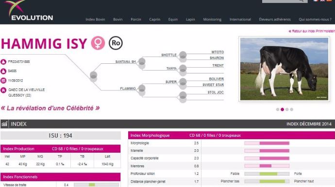 Cliquer pour voir la fiche du taureau Holstein Hammig Isy