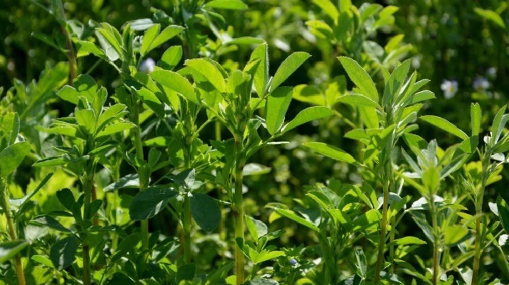  (©Terre-net Média)