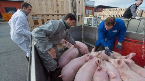1.000 porcs s’envolent pour la Chine à bord d’un Boeing 747 cargo 1.000 porcs s’envolent pour la Chine à bord d’un Boeing 747 cargo