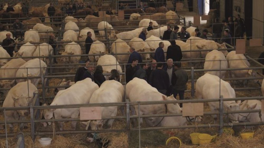 A Boussac - Un succès confirmé pour cette foire-concours interdépartementale A Boussac - Un succès confirmé pour cette foire-concours interdépartementale