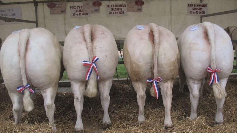 A Romenay - La pluie joue les trouble-fête