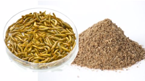 Les larves de Tenebrio Molitor (vers de farine) sont transformées en farine contenant plus de 50 % de protéines, une ressource intéressante pour l'aquaculture ou l'alimentation des animaux de compagnie. (©Ynsect)