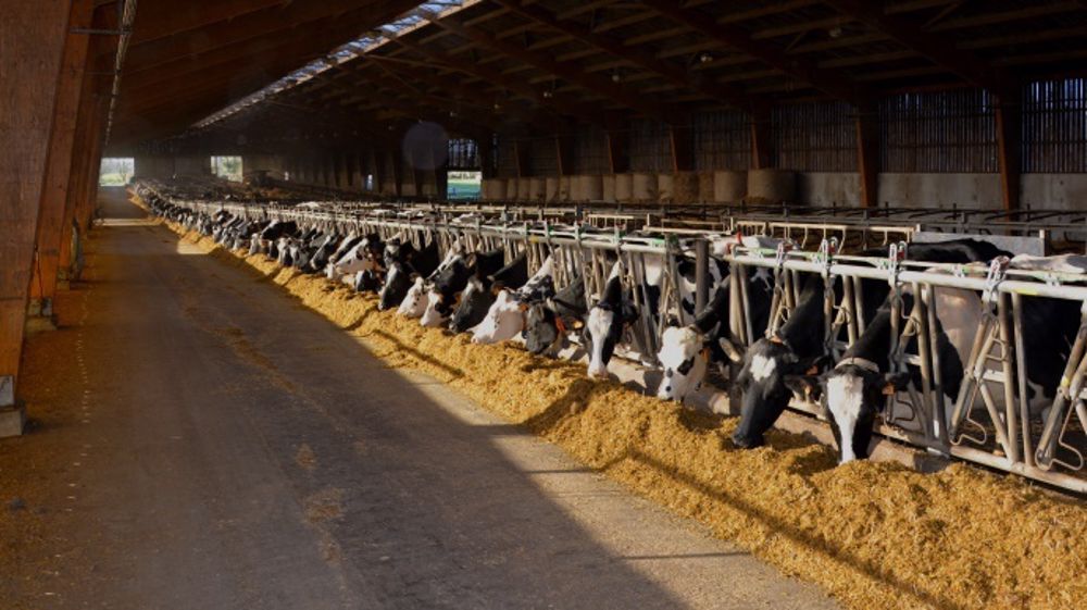 Dans cette étude, l'agrandissement des troupeaux ne présente pas d’économie globale de charges aux 1.000 litres. L’économie d’échelle semble porter uniquement sur le facteur travail. (©Terre-net Média)