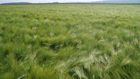 La production mondiale d'orge diminuerait de 5 % en 2015 en raison des baisses des surfaces cultivées en Ukraine et en Russie. (©Terre-net Média)