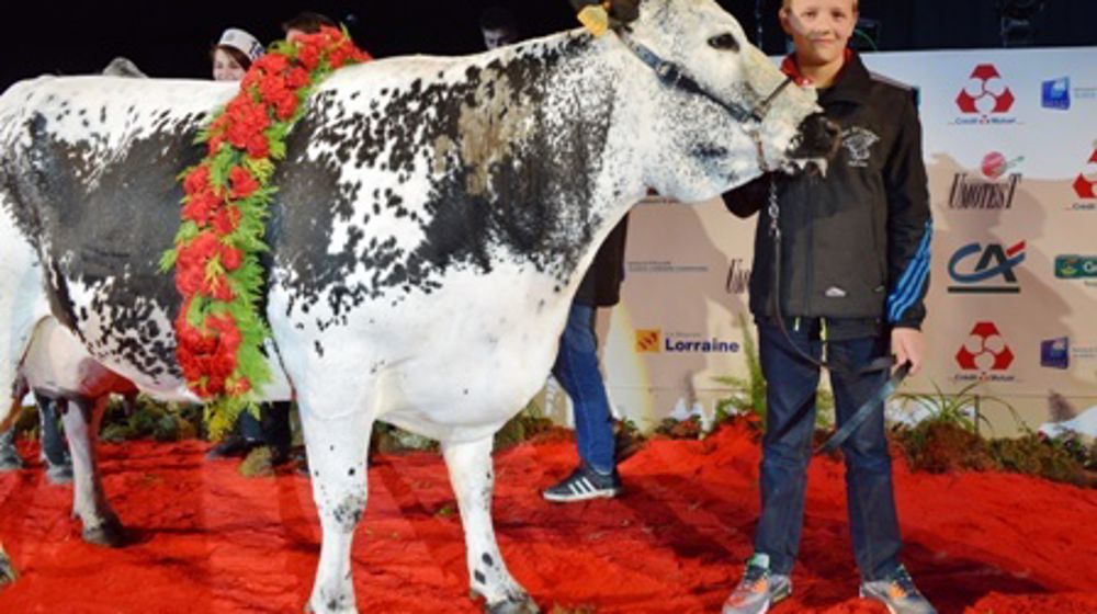 Caramel, grande championne de la race vosgienne à Eurogénétique 2015. (©Arsoe)