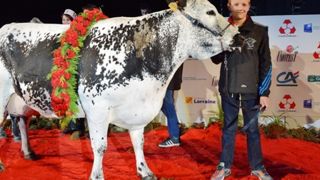 Caramel, grande championne de la race vosgienne à Eurogénétique 2015. (©Arsoe) Caramel, grande championne de la race vosgienne à Eurogénétique 2015. (©Arsoe)
