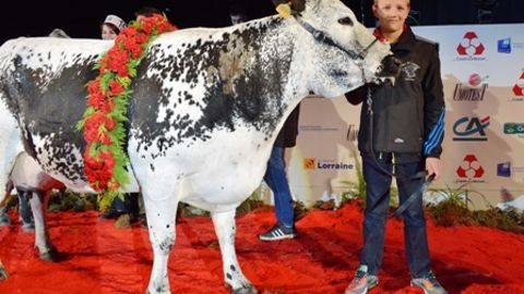 Caramel, grande championne de la race vosgienne à Eurogénétique 2015. (©Arsoe) Caramel, grande championne de la race vosgienne à Eurogénétique 2015. (©Arsoe)