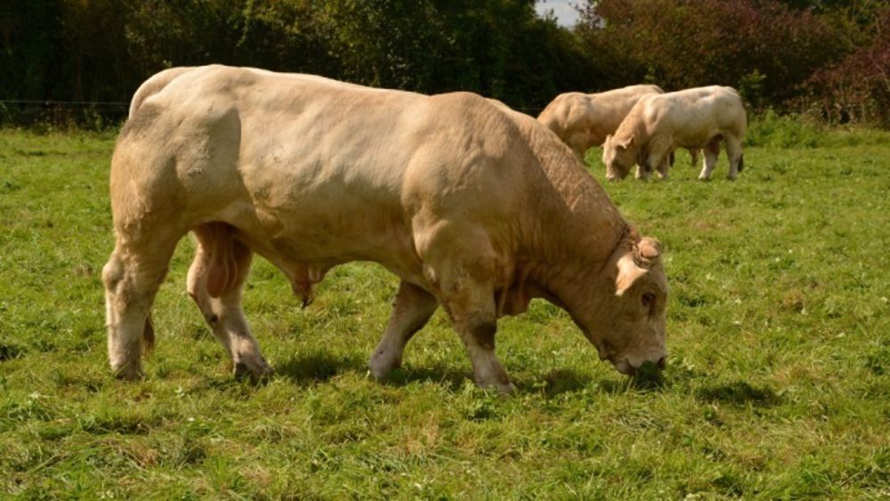 La production totale de bovins viande augmenterait de 3 % cette année en France après avoir stagné en 2014. (©Terre-net Média.)