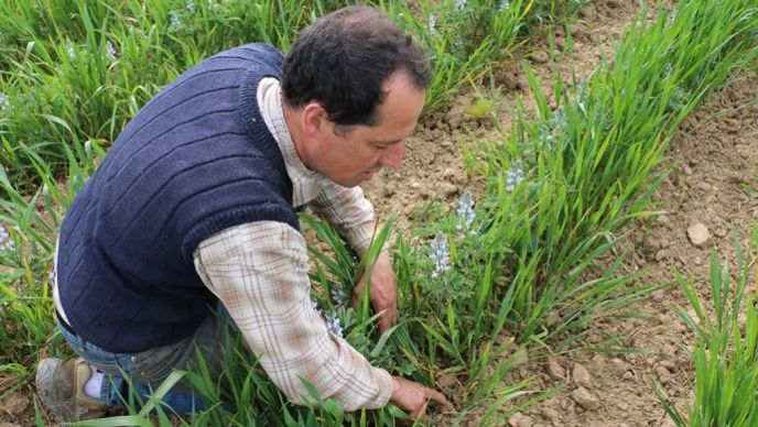 Yoann Goubaud est ce que l’on appelle un sentinelle de la terre. Depuis 2 ans il teste sur sa ferme une association de culture à base de lupin et de céréales. Un reportage vidéo complet est à suivre dans quelques jours son exploitation. (©Terre-net-média)