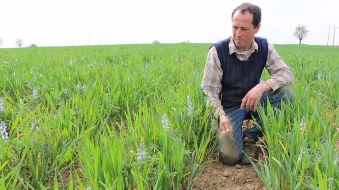 Yoann Goubaud est ce que l’on appelle un sentinelle de la terre. Depuis 2 ans il teste sur sa ferme une association de culture à base de lupin et de céréales. Un reportage vidéo complet est à suivre dans quelques jours son exploitation. (©Terre-net média)