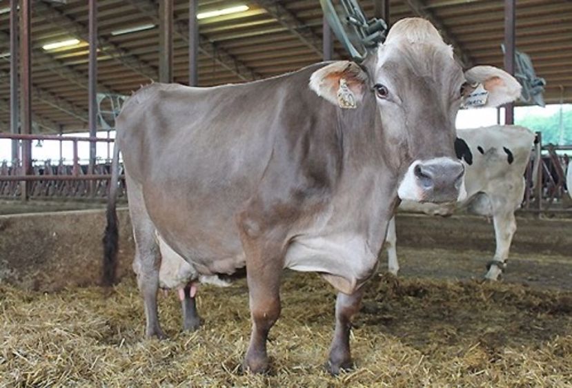 Paris, vache brune, a produit plus de 200.000 kg en 8 lactations. (©DR)