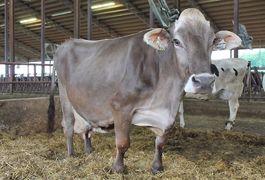 Paris, vache brune, a produit plus de 200.000 kg en 8 lactations. (©DR) Paris, vache brune, a produit plus de 200.000 kg en 8 lactations. (©DR)
