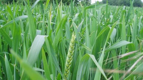 La grande majorité des blés Hrw de la winter wheat belt devraient voir leur conditions de culture nettement s’améliorer. (©Terre-net Média)