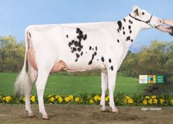 Réserve Championne Espoir SIA Paris 2015 : Capj Irana (Numero Uno x Goldwyn) – Gaec Cabon (29) (©Alger Meekma) Réserve Championne Espoir SIA Paris 2015 : Capj Irana (Numero Uno x Goldwyn) – Gaec Cabon (29) (©Alger Meekma)