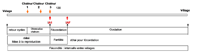 Cycle reproduction vache laitière