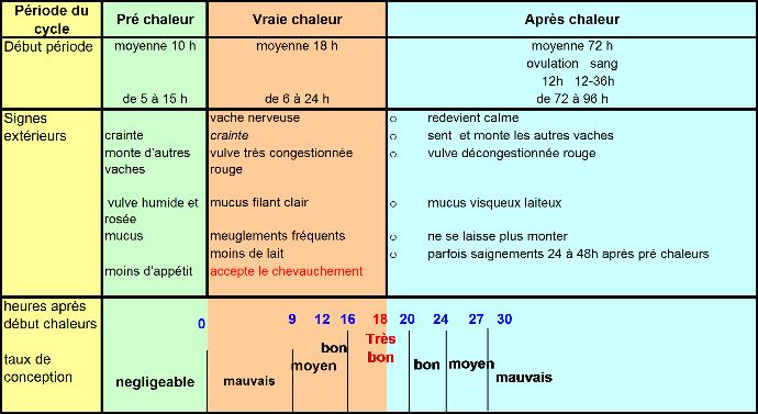 Déroulment des chaleurs d'une vache laitière