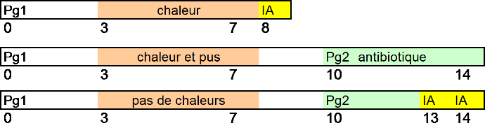 progestérone vaches laitières
