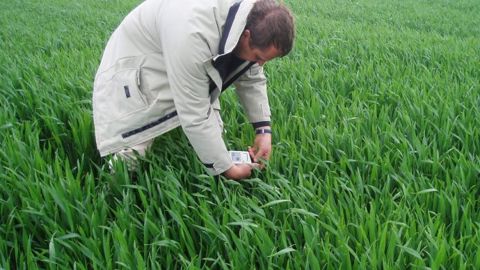L’utilisation du N-Tester, associée à la méthode du bilan, permet de réduire significativement les risques de sous et de sur-fertilisation, se rapprochant ainsi de la dose optimale, mesurée a posteriori. (©Terre-net Média)