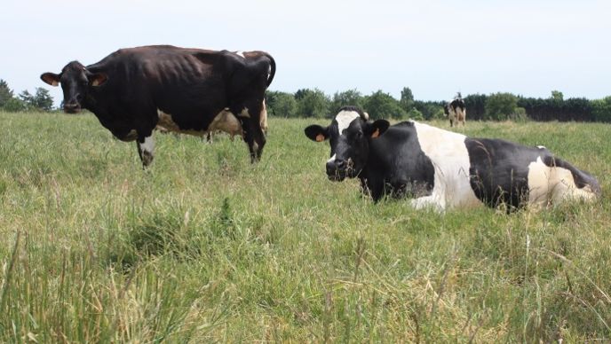 vaches laitières