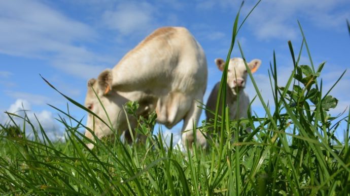 Charolais herbe