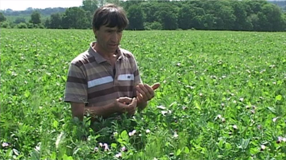 Anton Sidler, agriculteur dans l'Orne, dans un méteil à 10 tonnes de matière sèche par hectare.