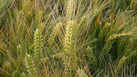 Les pluies annoncées risquent d’être trop tardives pour que les orges d’hiver en bénéficient.<br />(©Terre-net Média)