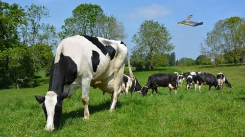 En quelques minutes, le drone pourrait générer une carte de biomasse de l'herbe présente dans chaque paddock. (©Terre-net Média)