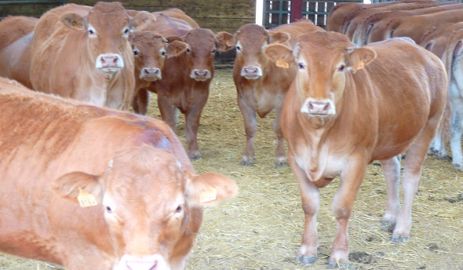 Vaches limousines sur aire paillée avec un mélange dolomie + paille. (©Iribarren)