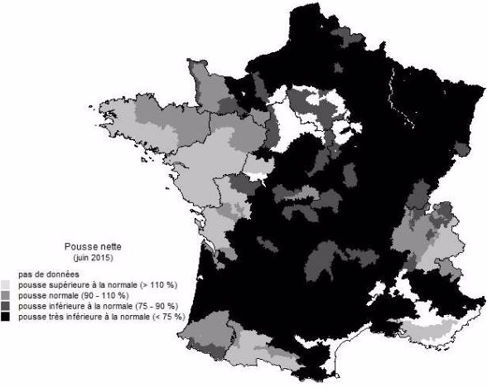 Pousse nette de l'herbe en juin 2015