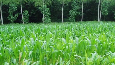L'excès de pluie aux Usa pénalise le développement des plantes. (©Terre-net Média)